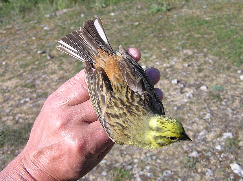 Yellowhammer, Sundre 20070609